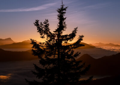 Baum vor Sonne am Berg.
