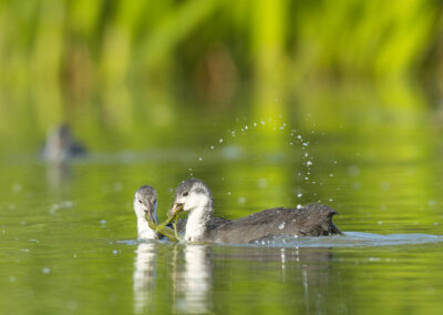 Jungvögel Blässhuhn spielend im Wasser.