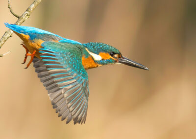 Startender Eisvogel mit braunem Hintergrund.
