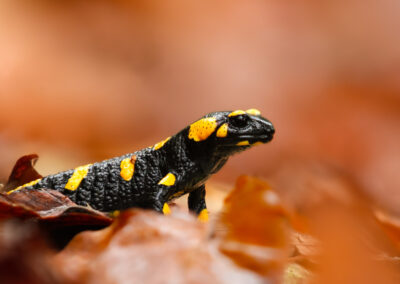 Feuersalamander im braunen Laub.