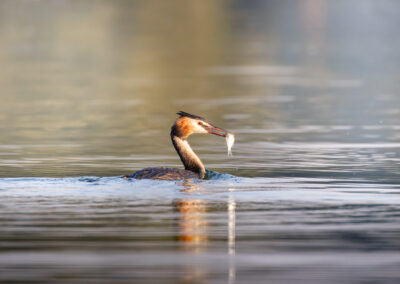 Haubentaucher mit Fisch im Schnabel, schwimmend im Wasser.