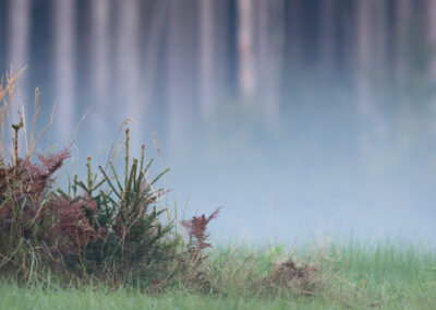 Bäume mit Wiese im Nebel.