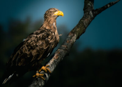 Seeadler auf einem Ast mit blau schwarzem Hintergrund.