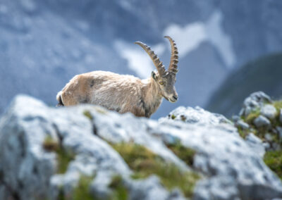 Steinbock mit Felsen.