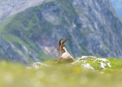 Steinbock mit Berge und Bergwiese.