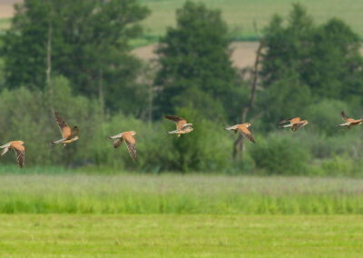 Turmfalke mit Wiese und Wald.