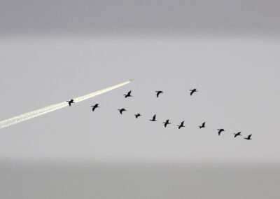 Kormorane fliegend am Himmel mit einem kreuzenden Flugzeug.