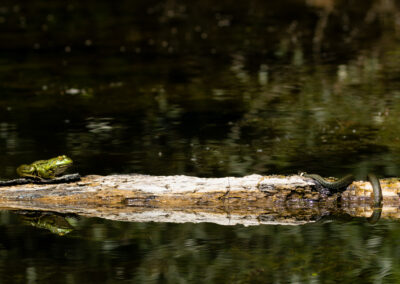 Wasserfrosch und Ringelnatter auf einem schwimmenden Ast mit Wasser.