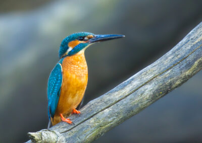 Eisvogel auf Ast.