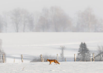 Fuchs in der verschneiten Landschaft.