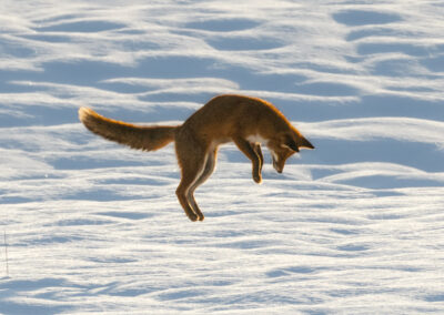 Fuchs im Sprung in den Schnee.