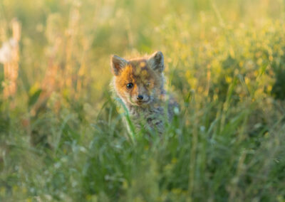 Junger Fuchs hinter Gras.