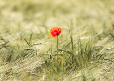 Klatschmohn umzingelt von Gerste.