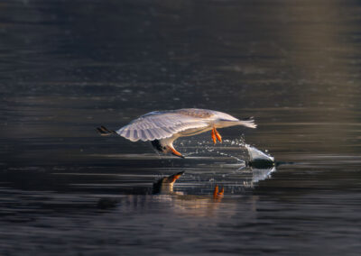 Seeschwalbe taucht ins Wasser ein und spiegelt sich.