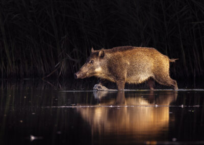 Wildschwein im schwarzen Wasser laufend.