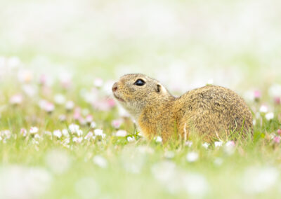 Ziesel zwischen blühenden Gänseblümchen.