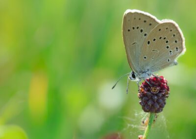 Heller Wiesenknopfameisenbläuling auf dem großen Wiesenknopf bei sommerlichen Stimmung.