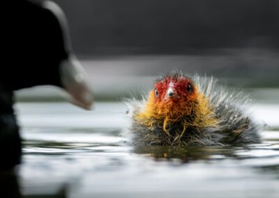 Blässhuhnküken im dunklen Wasser.