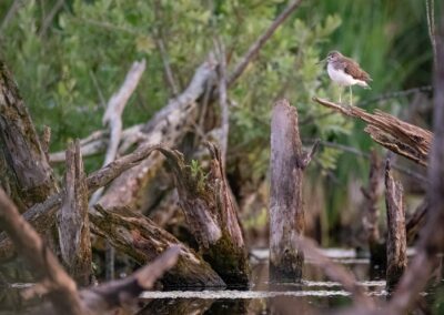 Waldwasserläufer an der Wasserstelle im Niedermoor mit abgestorbenen Bäumen im Wasser.