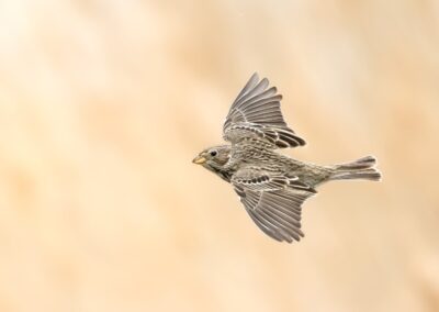 Feldlärche im Flug mit braunem Hintergrund.
