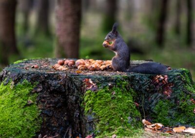 Eichhörnchen im Wald inspiziert Walnuss.