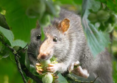Wanderratte frisst Haselnuss, verdeckt mit grüne Blätter.