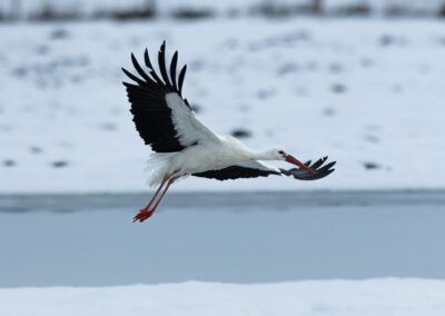 Weißstorch im Winter mit Schnee.