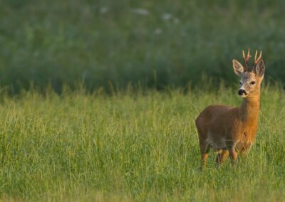 Rehbock im Abendlicht mit einer saftigen Wiese.