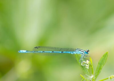 Libelle auf einer Pflanze mit grünem Hintergrund.