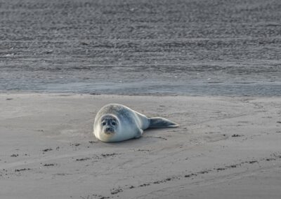 Junger Seehund am Strand mit Trittsiegel im Sand.