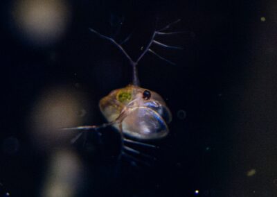 Rückenschwimmer im Wasser mit schwarzem Hintergrund.